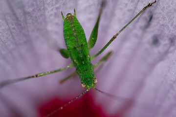 A green grasshopper eats nectar sitting on a pink and white flower and looks at the camera. close-up.