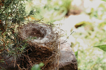 Eggs in a nest in a natural environment close-up