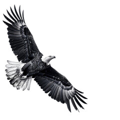 The eagle flies gracefully on white background