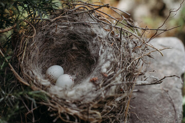 Eggs in a nest in a natural environment close-up