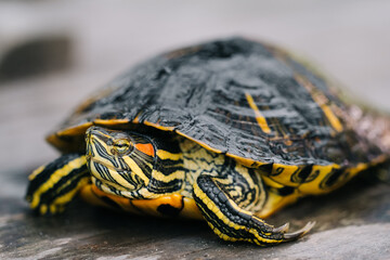 The turtle is green yellow red in close-up.