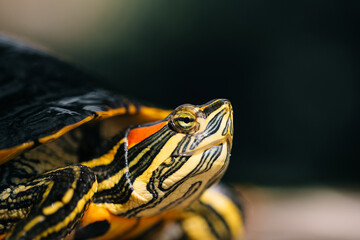 Obraz premium The turtle is green yellow red in close-up.