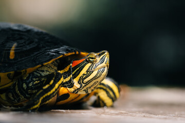 The turtle is green yellow red in close-up.