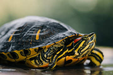 The turtle is green yellow red in close-up.