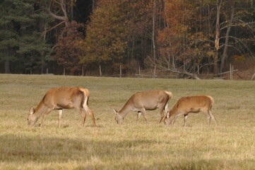 herd of deer