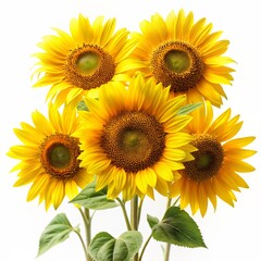 Obraz premium sunflowers, isolated on white