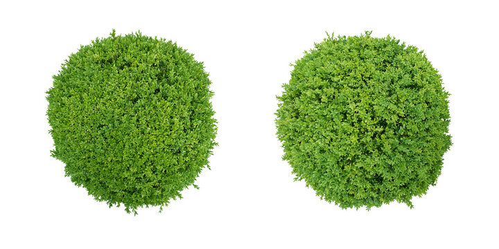 Buchsbaum Buxus sempervirens Kugel von oben gesehen sioliert mit transparentem Hintergrund