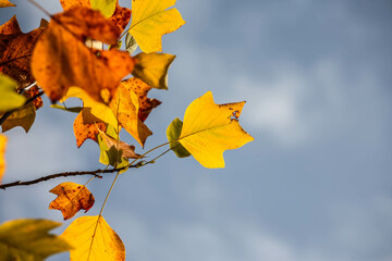 Colorful autumn trees in forest
