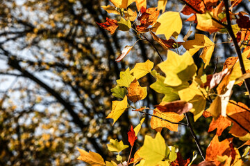 Colorful autumn trees in forest
