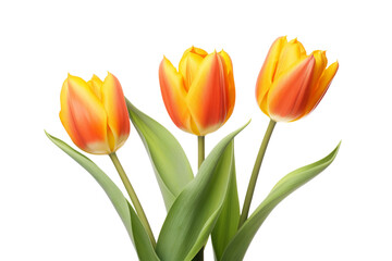 Tulip on a transparant background, PNG, Generative AI
