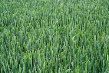 Teilaufnahme eines Kornfelds im Frühling