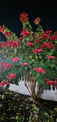christmas star plant in tenerife island