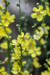 The beautiful, delicate, yellow flowers of the Wavyleaf mullien scientific name Verbascum sinuatum in northern Israel.
