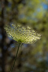 Close up of the bare flower head, no petals left, of Queen Anne's Lace also known as Cow Parsley or Wild Chervil scientific name Anthriscus lamprocarpus  which grows wild in Israel.

