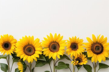 Fototapeta premium Sunflower Symphony: Radiant Realism of Bright Yellow Blooms on White Background