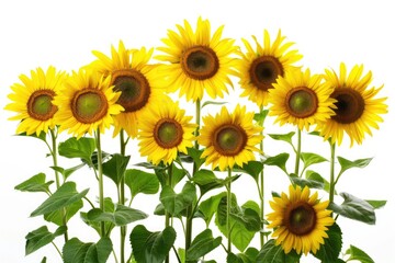 Obraz premium Sunshine Blooms: Vibrant Sunflowers in Realistic Photography on White Background
