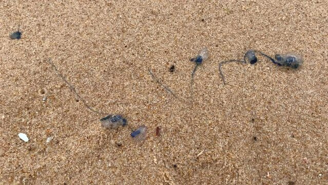 Portuguese caravel in the sand by the sea (Physalia physalis)