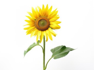 Radiant Sunflower: Vibrant Bloom of Happiness on White Background