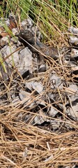 Gallotia galloti, also known commonly as Gallot's lizard, the Tenerife lizard, and the Western Canaries lizard, is a species of wall lizard in the genus Gallotia. The species is native to the Canary I