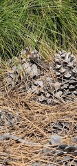 Gallotia galloti, also known commonly as Gallot's lizard, the Tenerife lizard, and the Western...