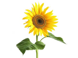 Obraz premium Bright and Vibrant: A Single Sunflower in Full Bloom on White Background