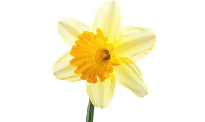 Fototapeta premium Vibrant Yellow Daffodil Blossom in Detailed Close-up on White Background, Symbolizing Spring Renewal and Realism in Photography