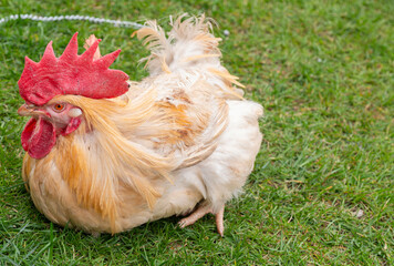 Gallo