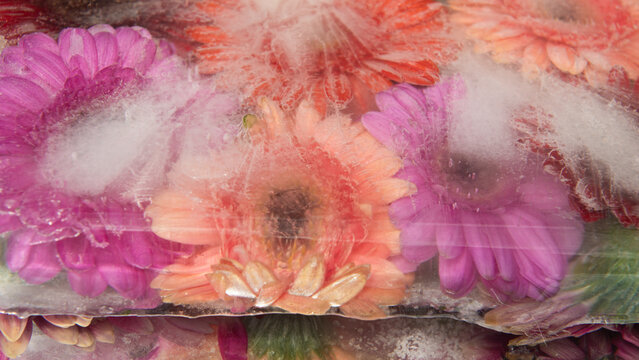 abstract colorful background with frozen germini flowers