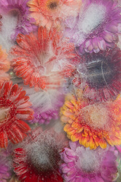 Gerbera or germini flowers frozen in ice