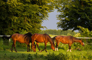 Stado koni na letnim pastwisku w świetle zachodzącego słońca © kubikactive