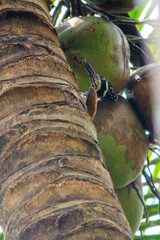 Greater flameback Woodpecker