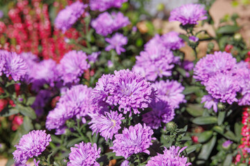 Fototapeta premium Closeup on purple chrysanthemum flowers