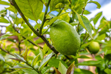 Ripe Limes on a tree