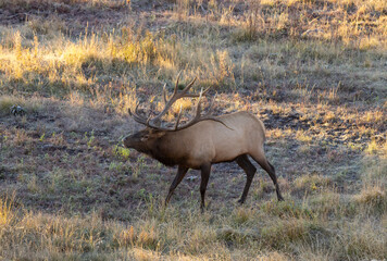 Bull Elk During the Fall Rut in Wyoming