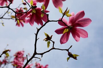 Magnolias aux fleurs roses