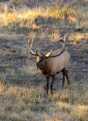 Bull Elk During the Fall Rut in Wyoming
