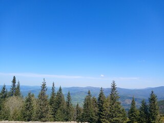 forest in the mountains