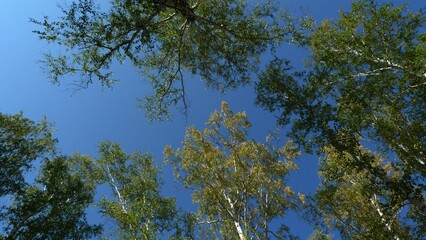 sky and tree