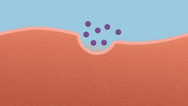 Animation of Endocytosis transfer process through a cell surface