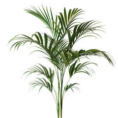Fototapeta premium [Transparent Background PNG]Green Plant on White Background