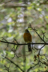 bird on a branch