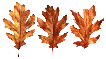 Three autumn oak leaves in shades of brown and orange in isolated on transparent background