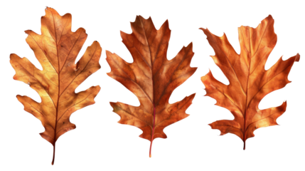 Three autumn oak leaves in shades of brown and orange in isolated on transparent background