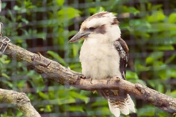 kookaburra 