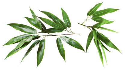 Obraz premium A vibrant green branch with lush leaves in isolated on transparent background. Perfect for botanical, nature, and spring themes.