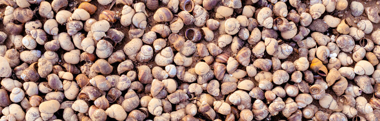 Background of many sea shells. Natural pattern, many snail shells on the sand on the shore