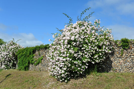 weisse Kletterrose an einer Gabione