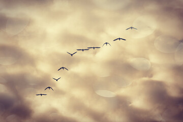 birds in the sky