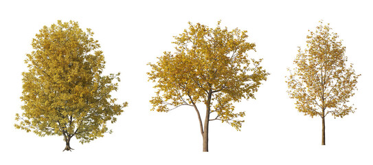 Big Trees with yellow leaves in large forests, transparent background