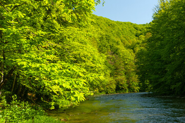 A river drowning in the summer greenery of its mountain banks